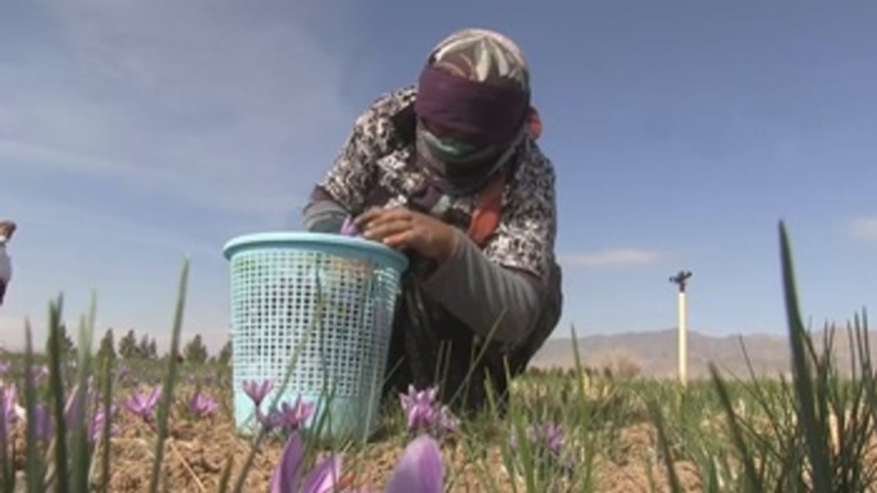 El azafrán, producto estrella de Irán, no escapa al impacto de la pandemia