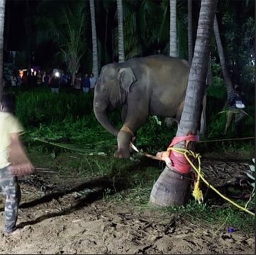 Elephant rescued from well in Tamil Nadu after 14-hour operation