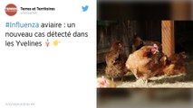 Un deuxième foyer de grippe aviaire dans une animalerie des Yvelines