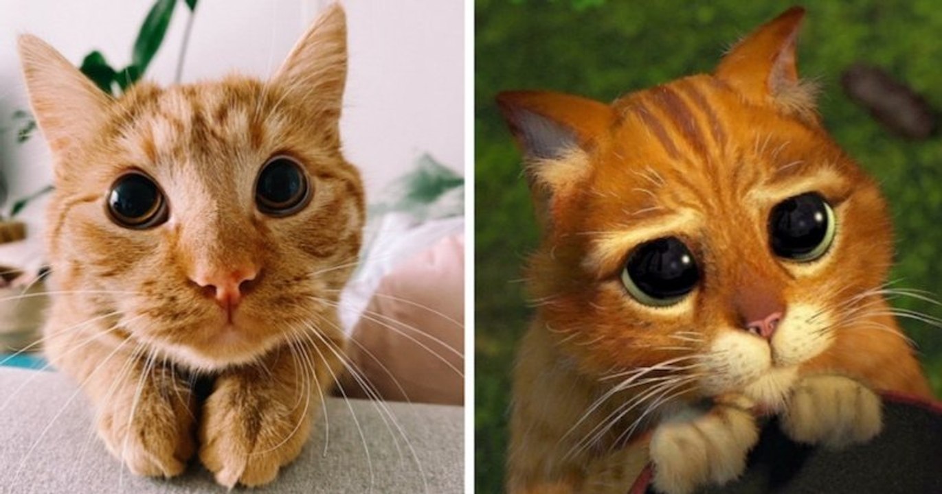 Ce chat au pelage roux est le sosie du Chat Potté de Shrek