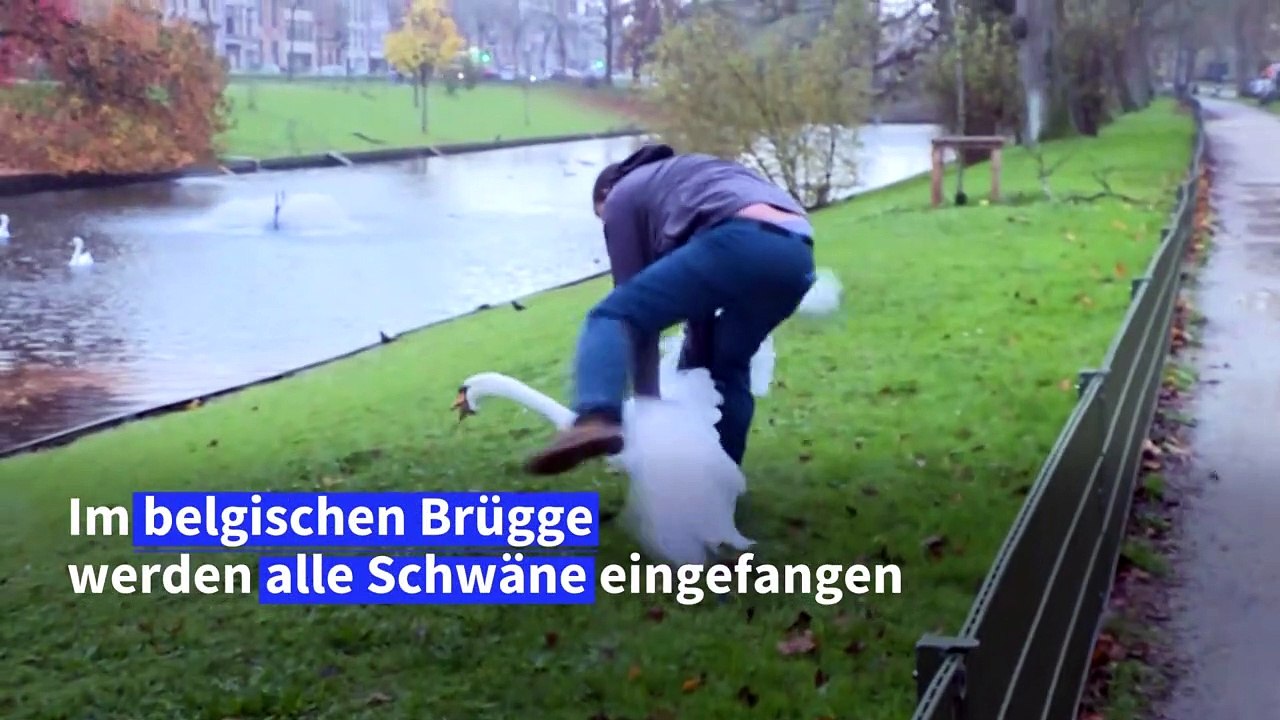 Vogelgrippe: Lockdown für Schwäne in Belgien