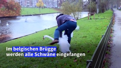 Vogelgrippe: Lockdown für Schwäne in Belgien