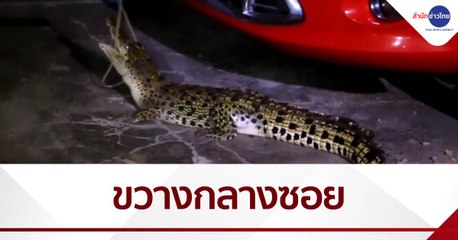 ระทึก! จระเข้ขวางกลางซอย