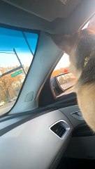 Doggy Sings Along With Firetruck Siren