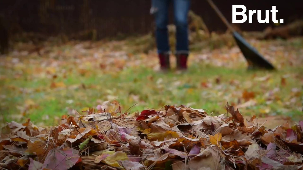 Should we be picking up dead leaves?