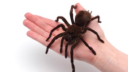 Bungee cord breaks at worst time.