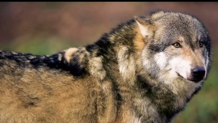 Nature - Retour à pas de loups