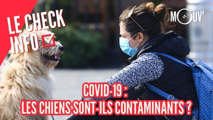 COVID-19 : les chiens sont-ils contaminants ?