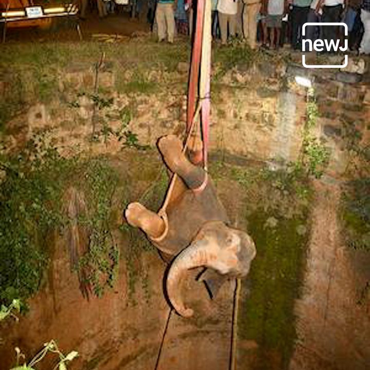 Elephant Rescued From 50 Feet Deep Well After 14 Hour Effort