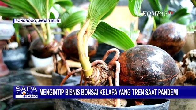 Mengintip Bisnis Budidaya Bonsai Kelapa