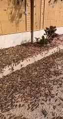 أسراب الجراد تنتشر في مناطق بالسعودية: شاهد فيديو الغزو المخيف