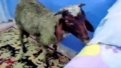 لما ابوك يجيب خروف العيد_ السلسيل