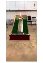 Before and after the laws changed | comedy | funny animal