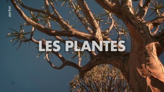 H2O, l'eau, la Vie, et Nous_1_3-Pulsation_2-Les plantes_20201128