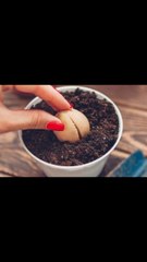 Pasos para cultivar tu propio aguacate en casa