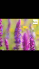 Plantas que reducen tus niveles de estrés y ansiedad