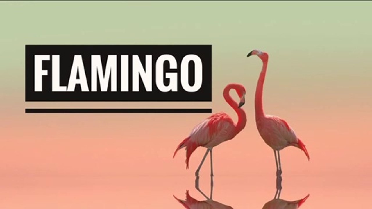 NO COPYRIGHT MUSIC - FLAMINGO