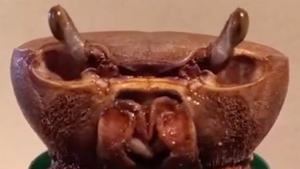 Woman Embarks On Mission To Help Injured Crab Grow Its Limbs Back