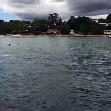 Surfing with Some Dolphins in Tobago