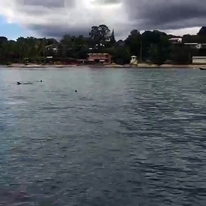 Surfing with Some Dolphins in Tobago