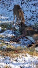 Saving a Deer Stuck in an Antler Lock