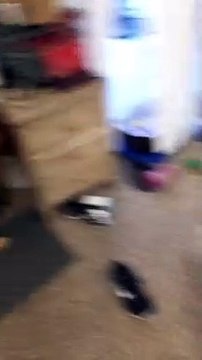 Guilty Dog Hides Face in Shame Shameful dog apologizes for almost biting owner