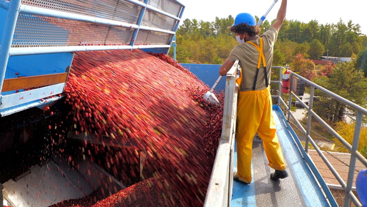 How Ocean Spray harvests 100 billion cranberries in just six weeks