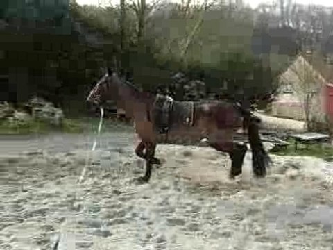 Queyras trotteur longe