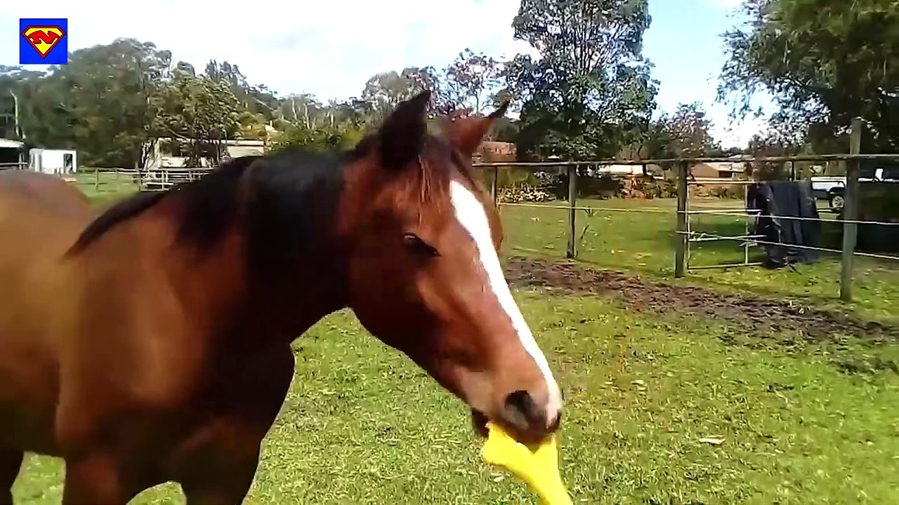 TRY NOT TO LAUGH.