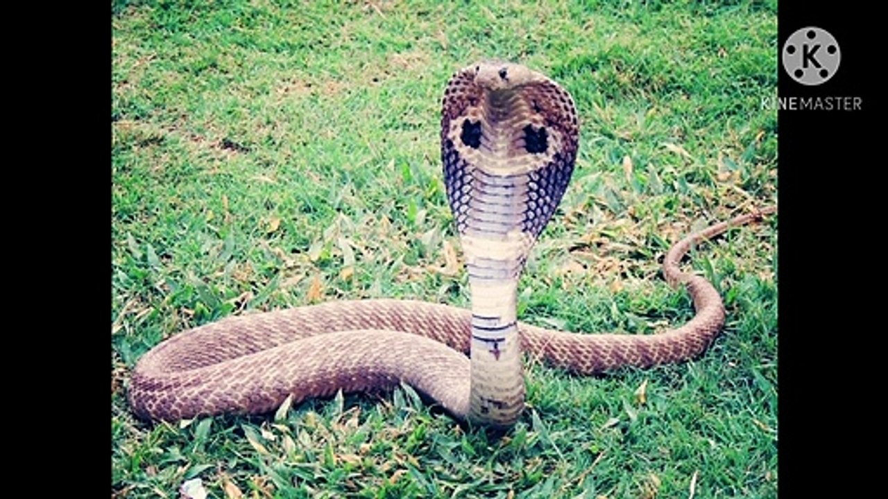 cobras