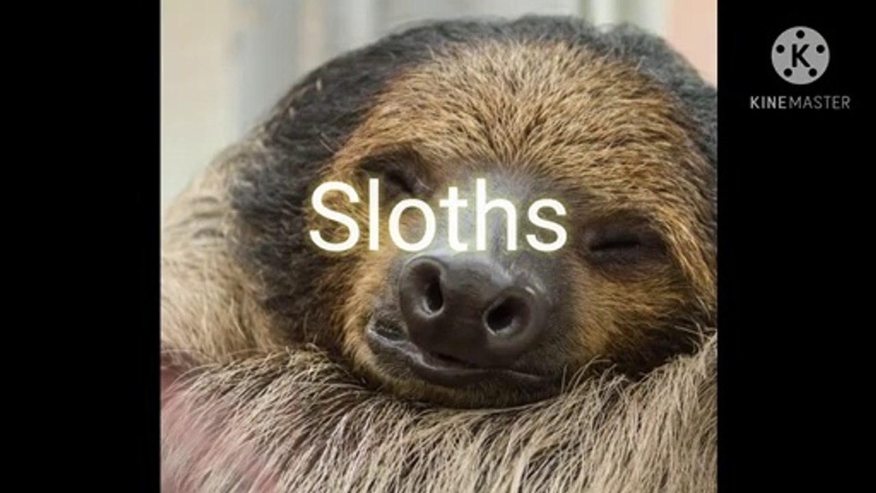 Sloths