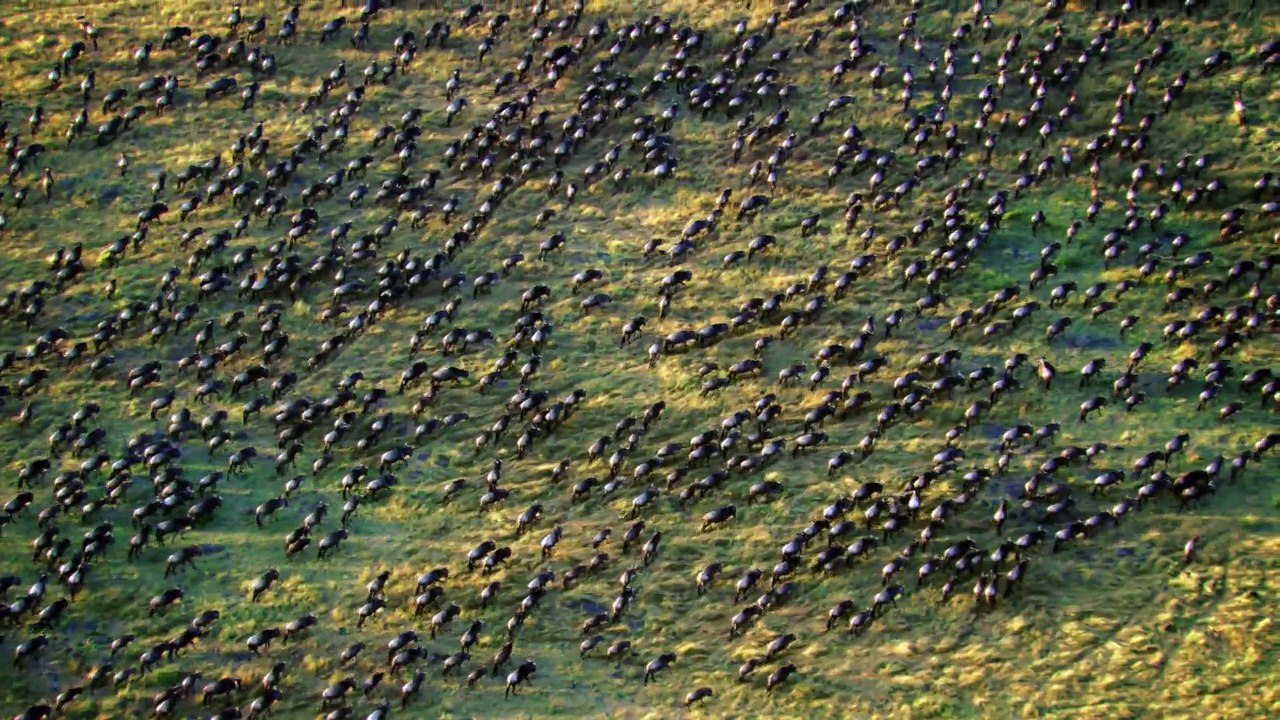 Round Planet S01E04 - Wildebeest