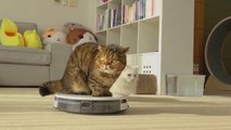 My Robot Vacuum Transformed into a Cat Uber