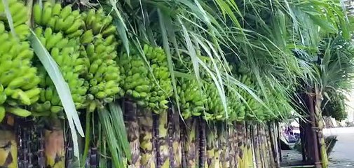 அடேங்கப்பா.. என்னா ஒரு அலங்காரம்.. வழியெங்கும் வாழைக்குலை.. தோரணம்.. அமித்ஷாவுக்காக!