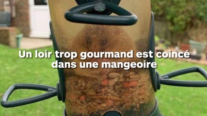 Un gros loir gourmand est coincé dans une mangeoire