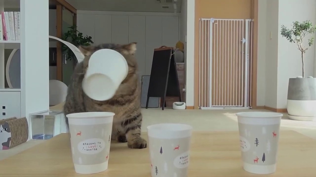 Just Your Typical LuLu Fail - Kittisaurus