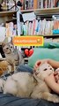 funny cat and dog videos 2020 Funny moments animals