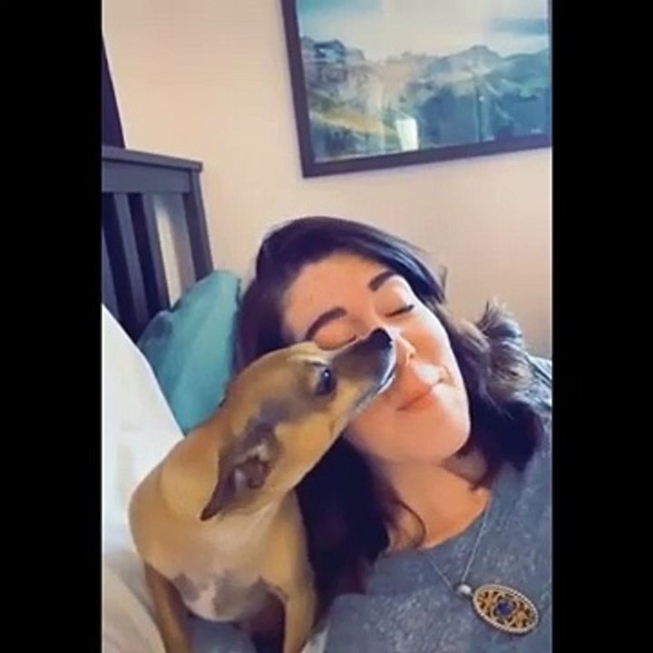 Crazy animals Funniest Animals Best Of The 2020 Funny Animal Videos Love them