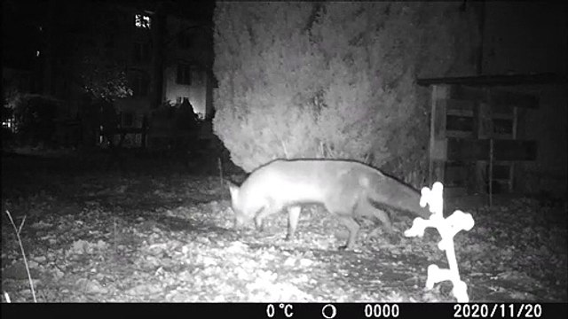 2 foxes and pork bones