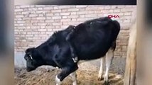 5 bacaklı inek görenleri şaşırttı