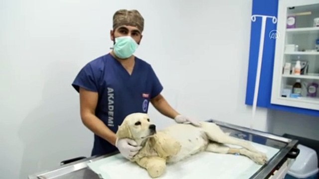 SAMSUN - Bacakları kesilmiş halde bulunan köpeğin durumu iyiye gidiyor