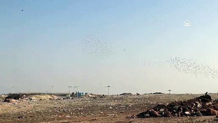 DENİZLİ - Sığırcık kuşları gökyüzünde adeta dans etti