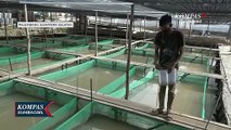 Gairah Budidaya Ikan Hias Air Tawar Di Palembang