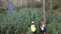 Operación Verde desmantela más de 800 plantaciones de marihuana