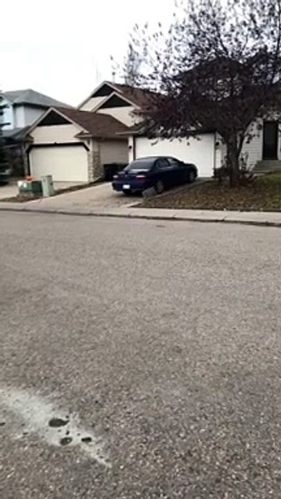 Bobcat Casually Strolls Along Street