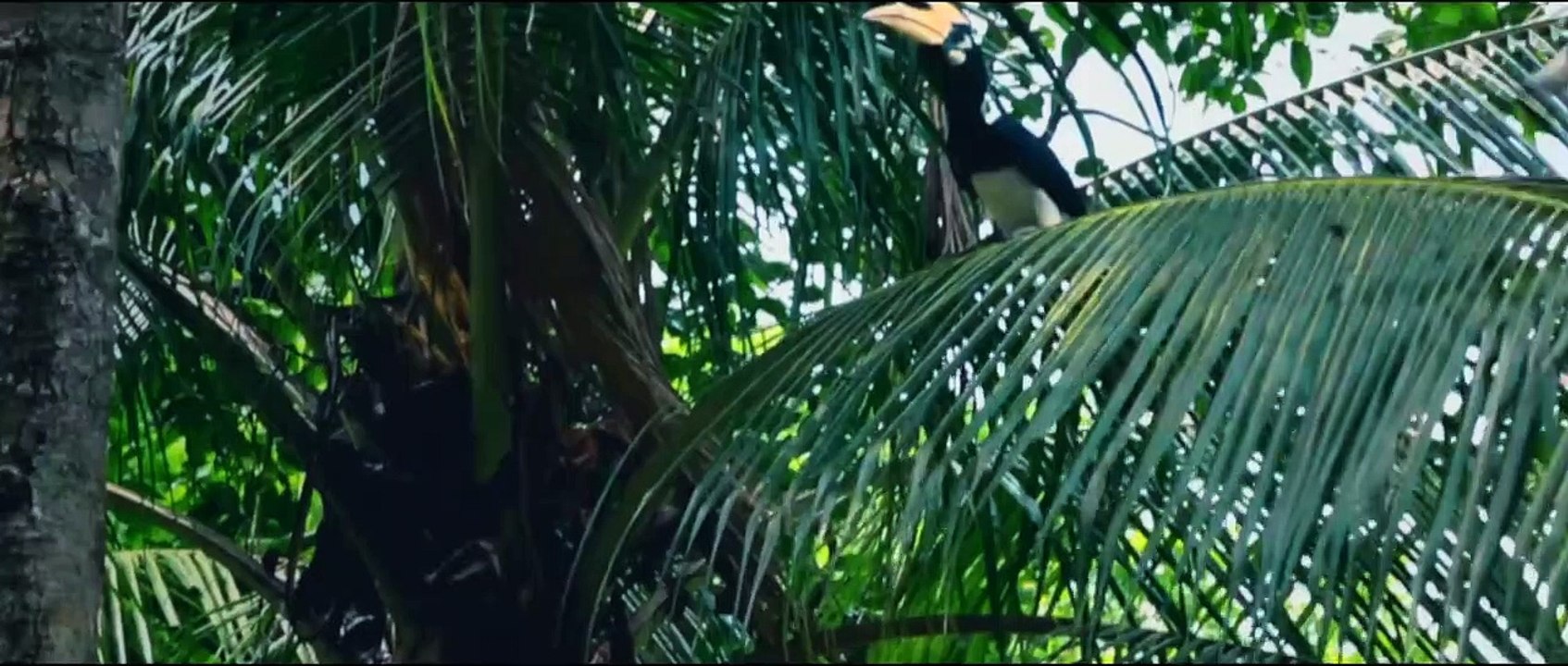 Jungle - Trailer
