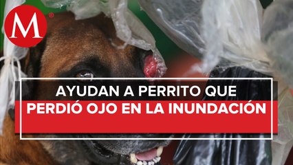 Tải video: Asociaciones buscan ayudar a animales, tras inundaciones en Tabasco