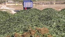 Los agricultores de Granada se deshacen de miles de kilos de pepino para regular su precio