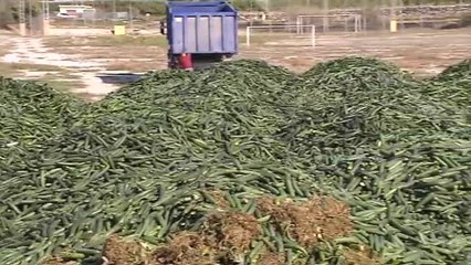 Los agricultores de Granada se deshacen de miles de kilos de pepino para regular su precio