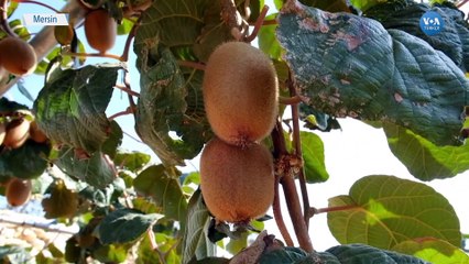 Mersin’in Tropikal Meyveleri: Kivi